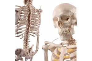 Anatomical Human Skeleton Model, 1/2 Life Size, 85cm