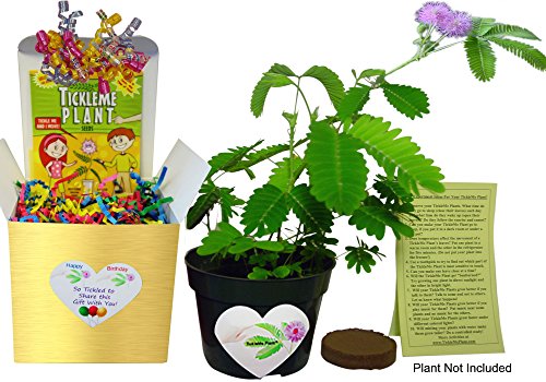 NEW! Birthday TickleMe Plant Gift Box Set - Great Unique Gift to Grow this Fun House Plant That Closes Its Leaves When You Tickle It or Blow It a Kiss! It even flowers! Perfect for nature lovers!