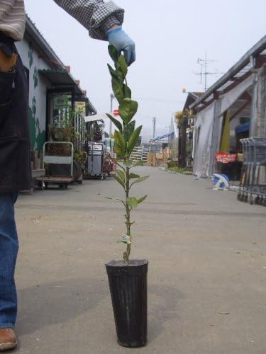 Amazon ジャバラ じゃばら 1年生 接ぎ木 苗 果物