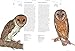 Owls: A Guide to Every Species in the World