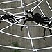 CDWERD Halloween 8.8ft Spider Web + 35.4 Inch Big Spider Best Halloween Decorations Props