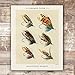 DREAM BIG PRINTABLES Vintage Fly Fishing Decor (Set of 4) - Unframed - 8x10 | Great Gift for Fisherman - Reproductions of Vintage Fishing Lure Art Prints - Rustic Decor