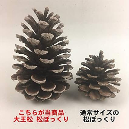 Amazon 純国産 静岡県産 大王松 大きい 松ぼっくり 松かさ 長さ10 16cm 天日干し済 ５個 クリスマス ツリー リース 飾り クリスマス雑貨 おもちゃ