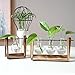 Terrarium Bulb Vase with Wooden Stand, Rustic Plant Mint Leaves and Spider Planter Holder for Home & Office Desk Decoration(3 Terrariums)