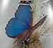 Giant Blue Morpho Butterfly Mounted in Glass Container
