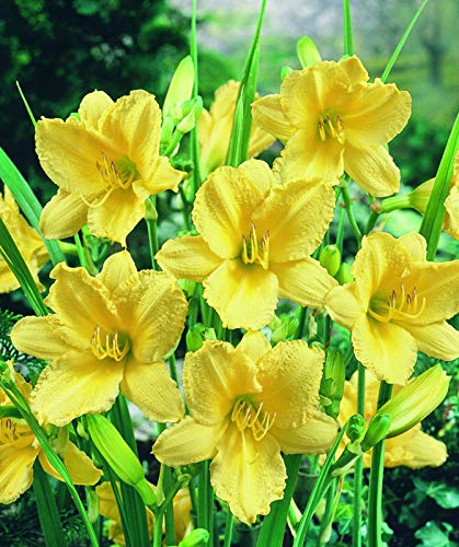 FERNSFLY IMP. Daylily | Hemerocallis | Daylilies | Day Lily Excellent Quality Flower Bulbs Aromatic Flower Plant Home Outdoor Gardening Plants Flowering Bulbs (Pack Of 3 Happy Returns)