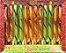 Jelly Belly Gourmet Candy Canes Pack of 12