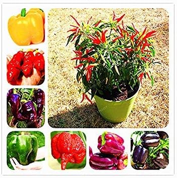 Amazon Co Jp 95 100個の発芽率を成長させるためのチリの植物鉢植えホームガーデン簡単のための屋内屋外のパプリカ ミックス ホーム キッチン