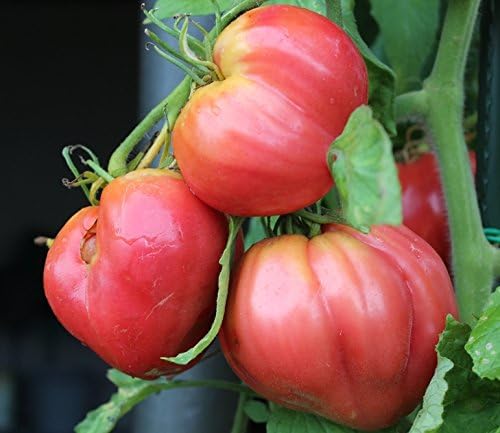 10 semillas „ Anna Russian Tomate“ – calaña rusa, acorazonado: Amazon ...