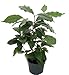 Hirt's Arabica Coffee Bean Plant - 6