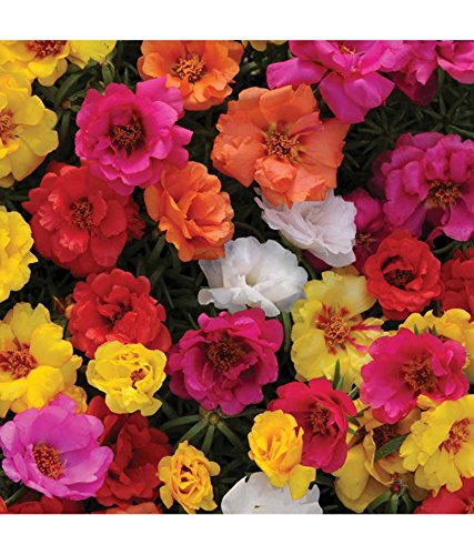 Seedscare Portuluca Flower Seeds, Double Mixed 100 Seeds