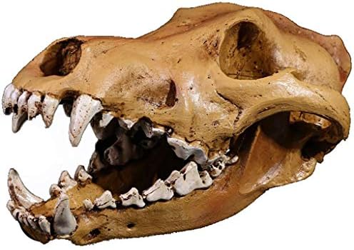 数量限定 モデル Direwolfスカル装飾 古代動物スケルトンの写真の小道具 ホームの飾り教育ツール 鮮やかなアートワーク合成樹脂の彫刻 数量限定 モデル Direwolfスカル装飾 古代動物スケルトンの写真の小道具 ホームの飾り教育ツール 鮮やかなアートワーク合成樹脂の彫刻
