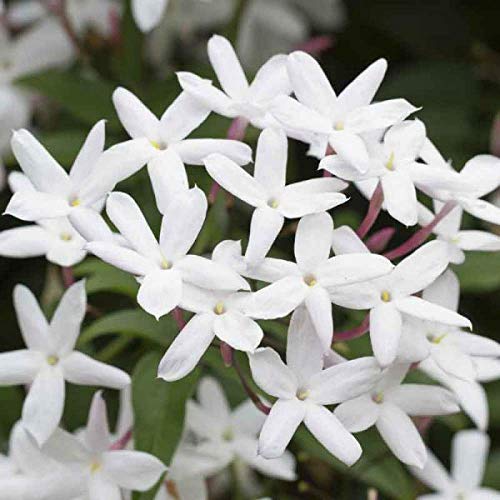 Downy Jasmine 10 Live Plants Jasminum Multiflorum Blooming Shrub