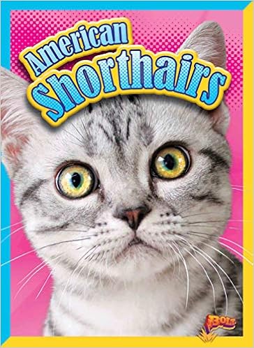 American Shorthairs Cat Stats Nicki Clausen Grace