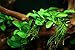 Potted Anubias Nana Aquarium Plant