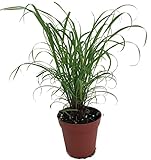 Citronella Grass Plant - à´‡à´žàµà´šà´¿à´ªàµà´ªàµà´²àµà´²àµ - Cymbopogon - Repels Mosquitos - 4