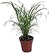 Citronella Grass Plant - ഇഞ്ചിപ്പുല്ല് - Cymbopogon - Repels Mosquitos - 4" Pot