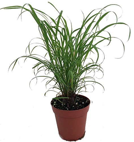 Citronella Grass Plant - ഇഞ്ചിപ്പുല്ല് - Cymbopogon - Repels Mosquitos - 4 Citronella Grass Plant - ഇഞ്ചിപ്പുല്ല് - Cymbopogon - Repels Mosquitos - 4