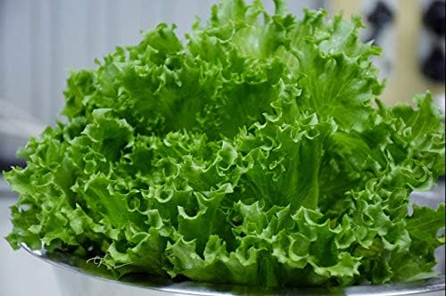 Lechuga De Hoja De Roble Querido Amazon Es Jardin