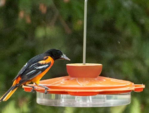 Amazon Com Woodlink Nao1 Audubon Classic Oriole Feeder Wild