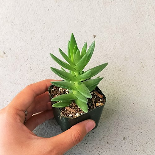 Crassula Capitella Red Pagoda Shark Tooth Plant Colorful Succulent (2 inch Bare Root) - Thumbnail 5