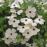 Outsidepride Thunbergia White - 200 Seeds