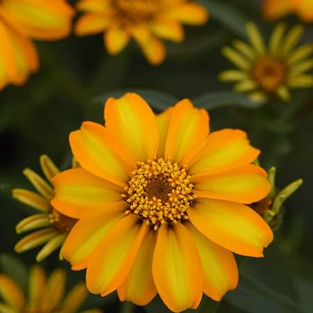 Outsidepride Zinnia Star Gold Flower Seeds - 250 Seeds