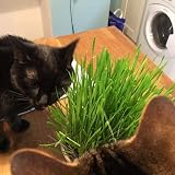 Cat FurNature Cat Grass Seeds Oat 150g Brand Cat FurNature .co .uk view 6
