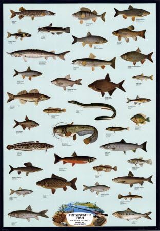 Affiche Poissons D Eau Douce Taille 68 X 98 Cm Amazon Fr Bienvenue