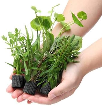 Amazon 水草 置くだけ簡単 マルチリングブラック 黒 おまかせ有茎草５種 水上葉 無農薬 計５個 北海道航空便要保温 Charm チャーム 生体水草 通販