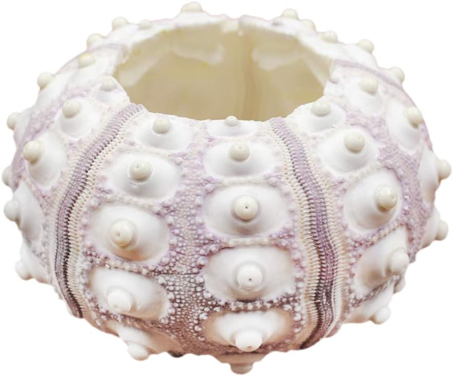 SMALLJUN Air Pineapple Soilless Potted Sea Urchin Shell Package Hanging Plant Combination Home Base Indoor Creative Green Plant 4-7cm