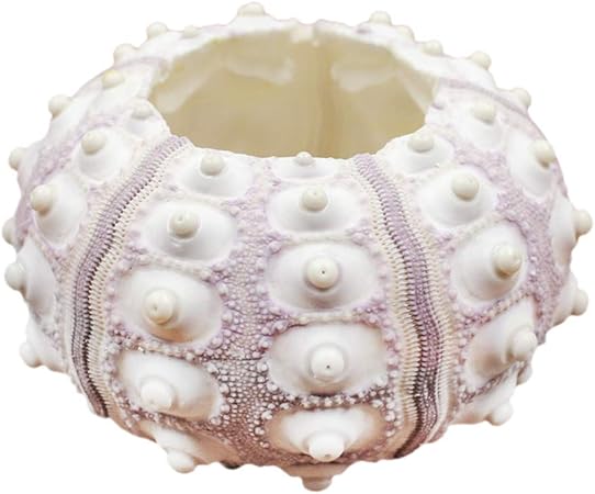 Amazon Com Boying Sea Urchin Air Plant Jellyfish Lot Kit Includes