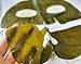 Whamisa Organic Real SEA KELP Facial Mask Sheet - 35g (2 sheets), OCEAN'S Green Essence - Naturally fermented, EWG Verified