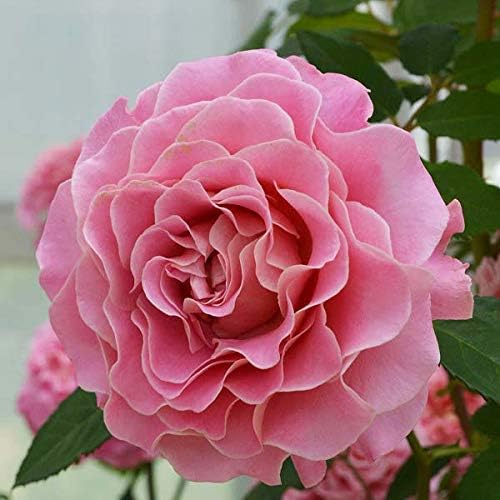Amazon バラ苗 アシュリー 国産大苗6号スリット鉢 返り咲き大輪 シュラブローズ 修景用 ピンク系 花