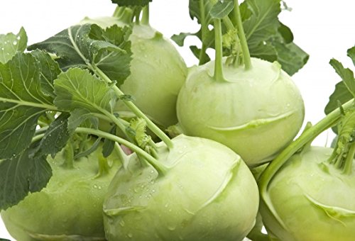 Kohlrabi Gigant - late, pale green, extra large variety - COATED SEEDS