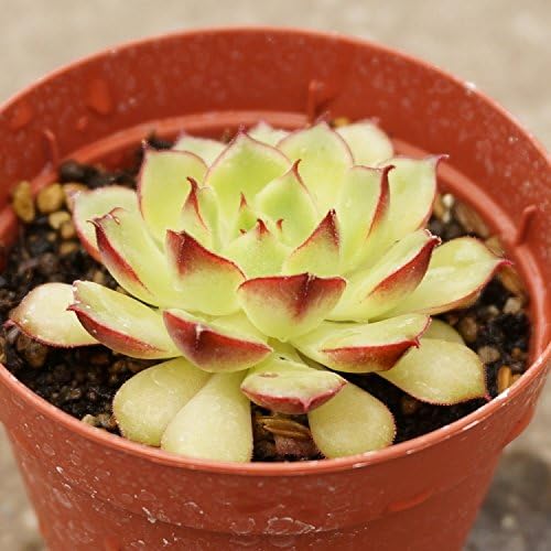 ファイヤーリップ ジュエリー 7 5cmポット エケベリア Echeveria 寄せ植えに Cv Fire Lip Cv 福岡県産 多肉植物 多肉 観葉 植物 インテリアグリーン 寄せ植えに 本 B01e8jovcq 新作製品 世界最高品質人気 正規品送料無料 100 品質保証 激安超特価