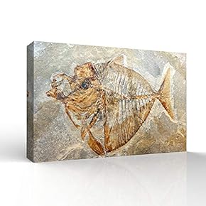 Vintage Animal Fish Fossil Living Room Poster