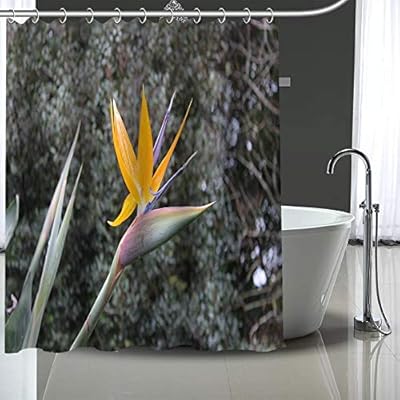 X Xz Curtain Bird Of Paradise Flower Shower Curtain Modern Fabric Bath Curtains Home Decor Curtains More Size Custom Your Image Color 10 Size 66x79inch Buy Online At Best Price In Uae