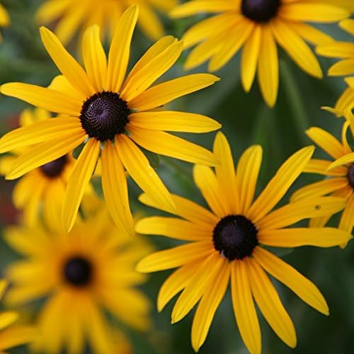 Amazon Com Black Eyed Susan Seeds 1 Pound Yellow Daisy Like