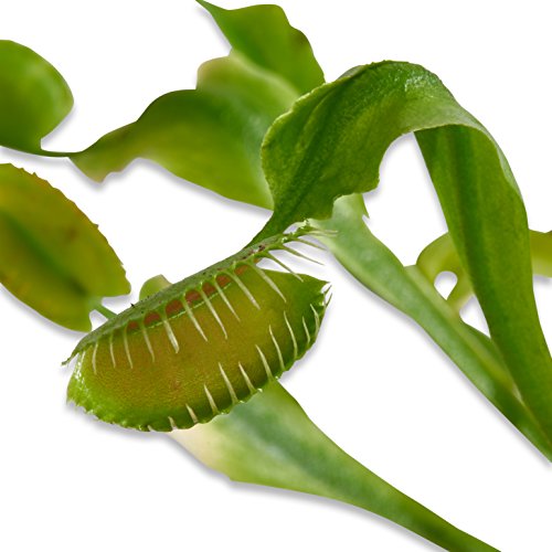 Nature Gift Store Adult Venus Flytrap in 4.5&quot; Terrarium