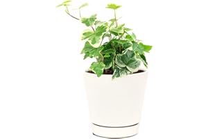SUCCULENTS BOX Kolibri English Ivy - Hedera Helix Kolibri (4" Minimalist Pot) - Eye-catching, Air-Purifying, Easy to Grow Houseplant - Best Trailing Houseplant for Home and Office Decoration