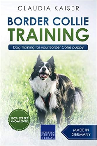 training your border collie