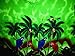 V.H.O Funky Hawaiian Shirt, Parrot, Green, XXL