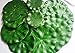 Hilingo 40 Pcs Artificial Lily Pad Floating Foam Lotus Leaves Foliage Pond Decor （Two Size
