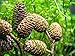 Aquatic Arts 50 Alder Cones | Shrimp Aquarium Decorations |pH Reducer & Buffering Water Treatment |Freshwater Fish Tank Supplies/Accessories