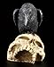 PTC 5 Inch Halloween Black Raven on Skeleton Skull Statue Figurine