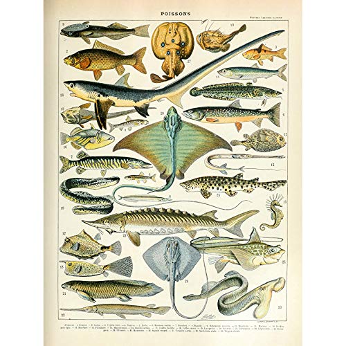 Artery8 Millot Encyclopedia Page Sea Fish Variety Art Print Canvas Premium Wall Decor Poster Mural