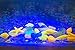 Glow in The Dark Rocks Sea Shells Starfish Pebbles Stones,90pcs Colorful Glow in The Dark Pebble Glowing Conch Shell for Outdoor, Walkway, Window, Yard Grass, and Fish Tank Decoration