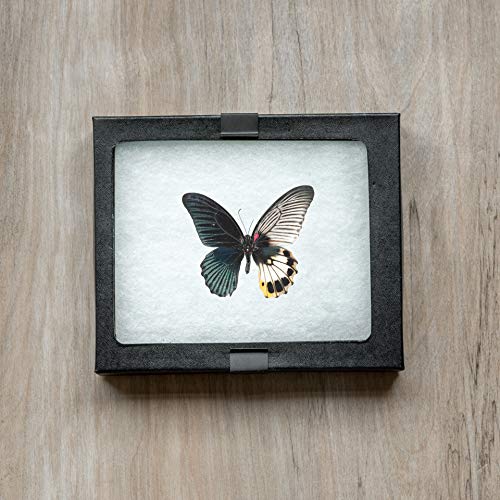 4 SE+Glass+Top+Display+Box