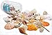 100PCS Sea Shells Bottle Mixed Ocean Beach Seashells-Natural Colorful Seashells Starfish Perfect for Vase Fillers,Wedding Decor Beach Theme Party , Home Decorations,DIY Crafts, Fish Tank,Candle Making